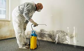 Trusted Kennedale, TX Mold Removal Experts